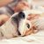 Le pouvoir du chien (9781400096930): Don Winslow: Livres
 – Médaille pour collier