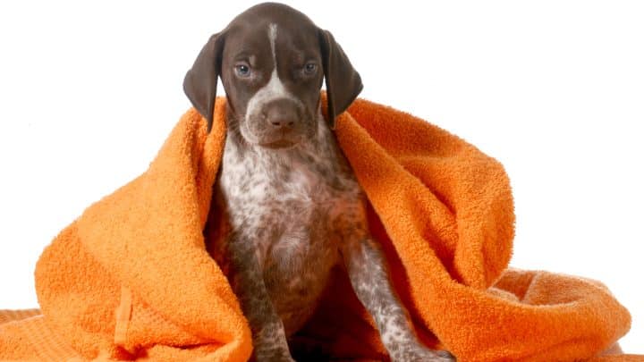 Read more about the article Médaille chien medaille chien valleyfield