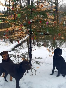 Read more about the article Médaille chien medaille pour chien ville de levis