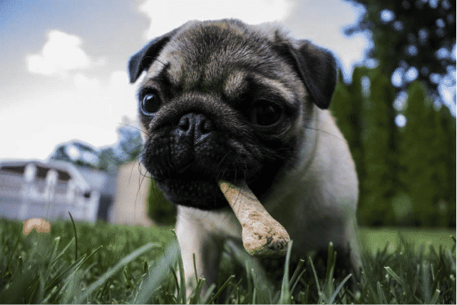 Read more about the article Médaille chien medaille de chien montreal