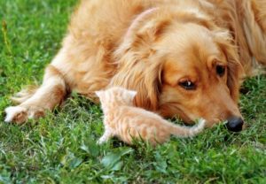 Read more about the article Médaille chien medaille chien verdun