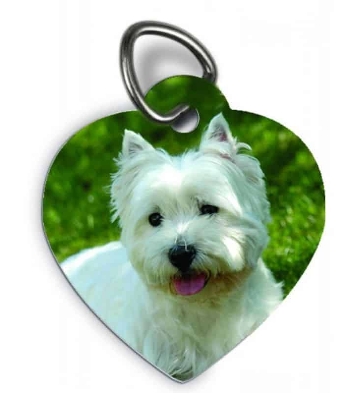 Read more about the article Médaille chien medaille chien sur mesure